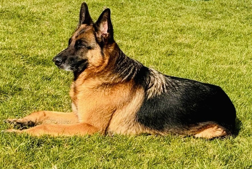 Deutscher Schäferhund Elvis