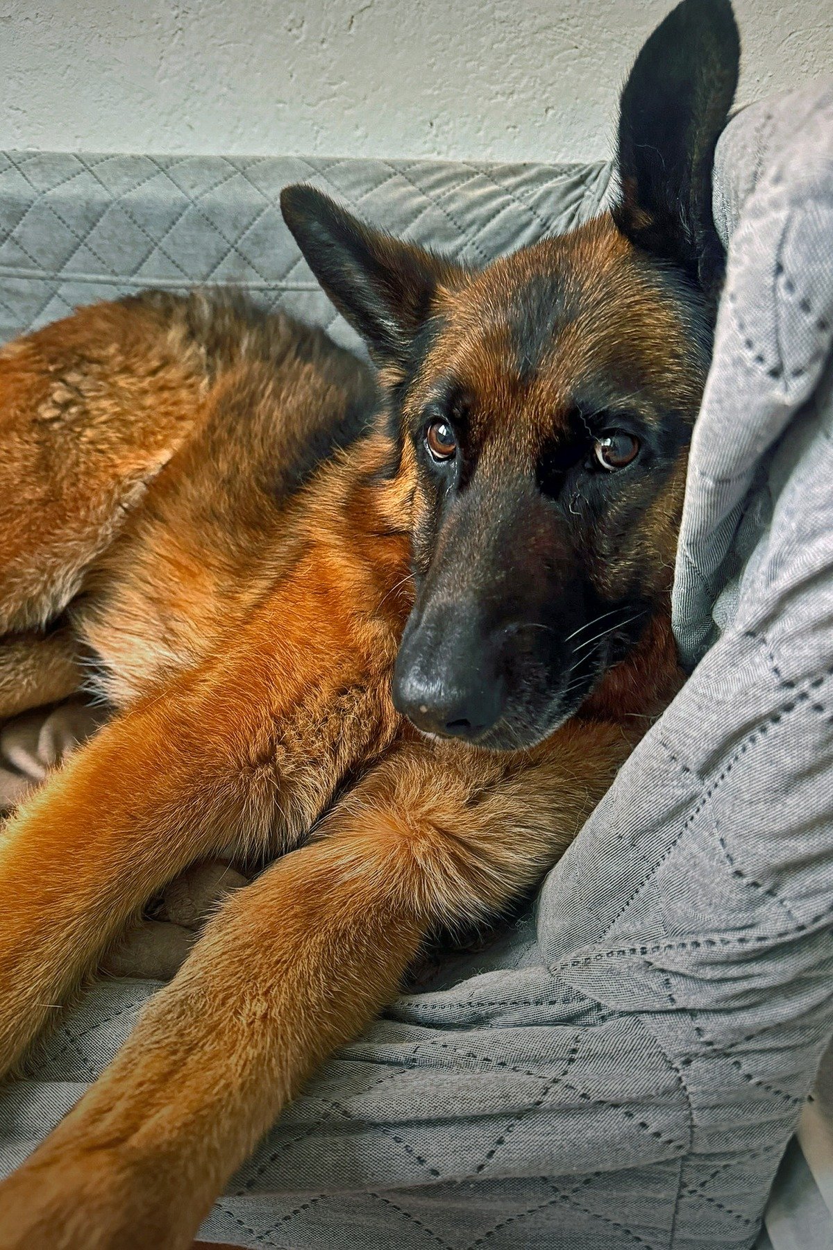 Cover Der Schäferhund – Ein Begleiter fürs Leben
