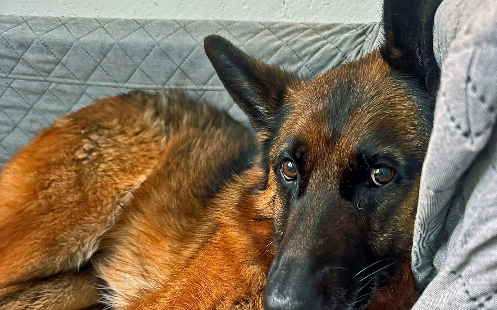 Elvis, Deutscher Schäferhund